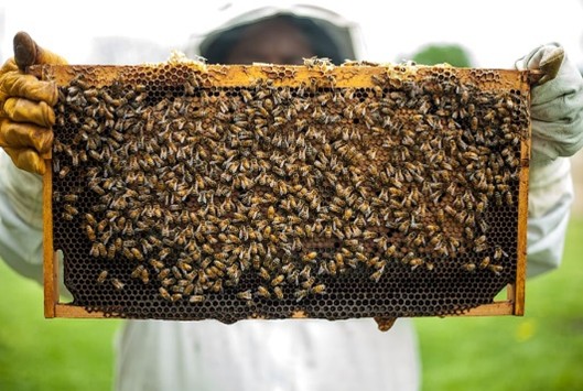 Bee Keeping